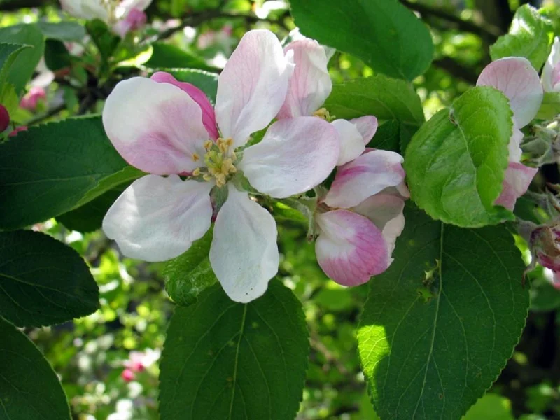 Malus Sylvestris (Bos-Haagplantsoen)-1