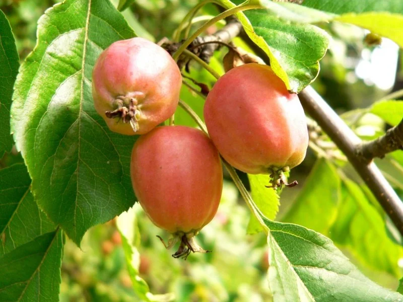 Malus Sylvestris (Bos-Haagplantsoen)-2
