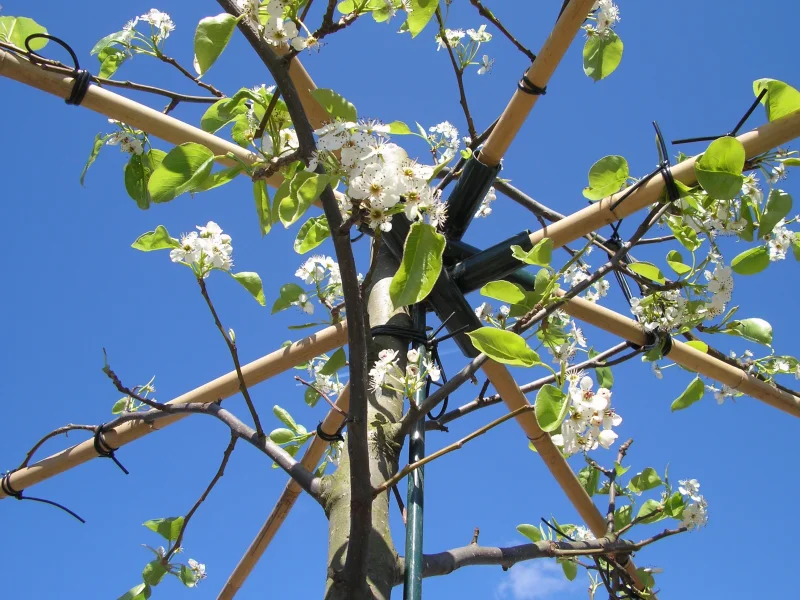 Daksierpeer (Pyrus Call Chanticleer dakvorm)