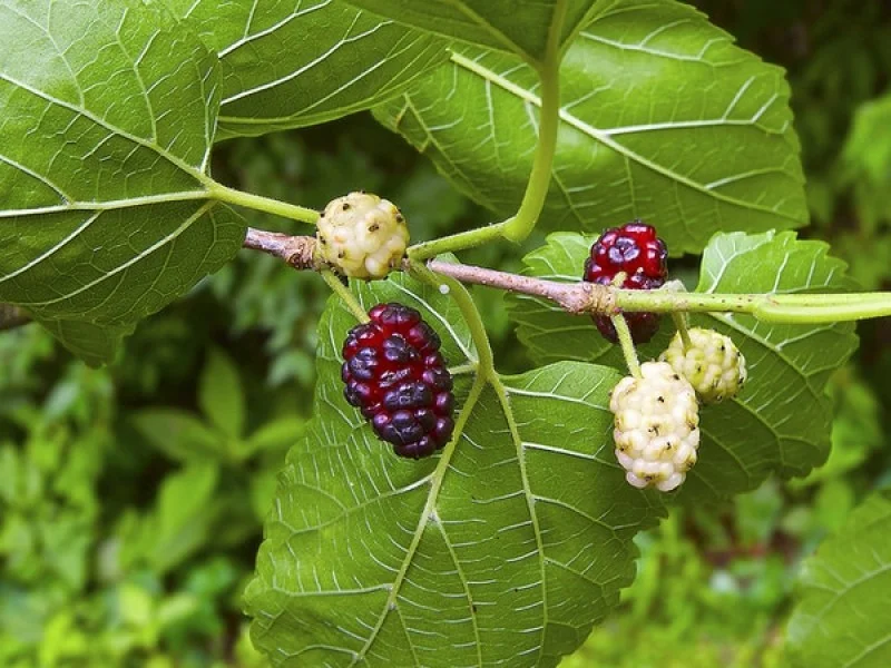Morus Alba (Bos-Haagplantsoen)-2
