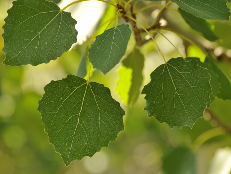Populus Tremela (Bos-Haagplantsoen)-1