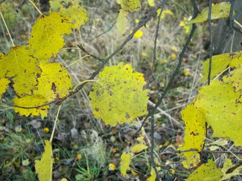 Populus Tremela (Bos-Haagplantsoen)-2