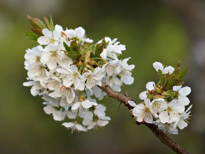Prunus Avium (Bos-Haagplantsoen)-1