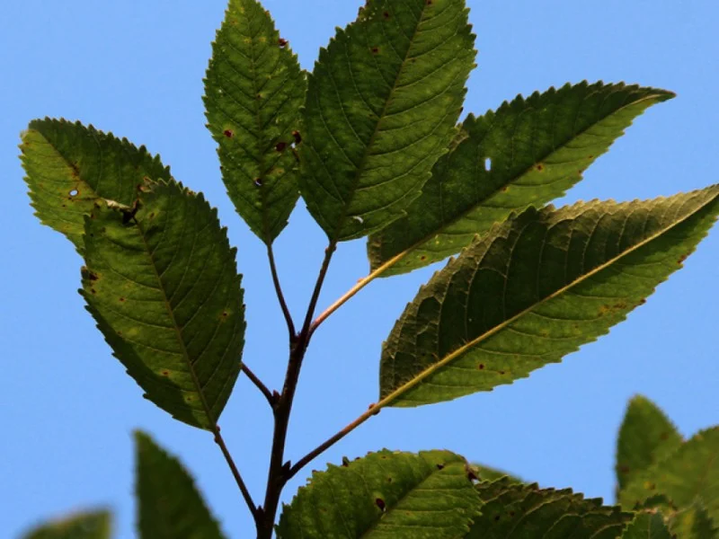 Prunus Avium (Bos-Haagplantsoen)-2