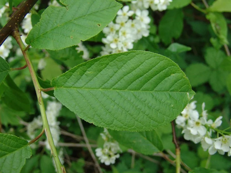 Prunus Padus (Bos-Haagplantsoen)-1