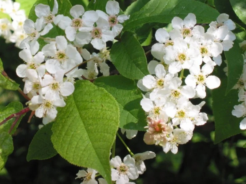 Prunus Padus (Bos-Haagplantsoen)-2