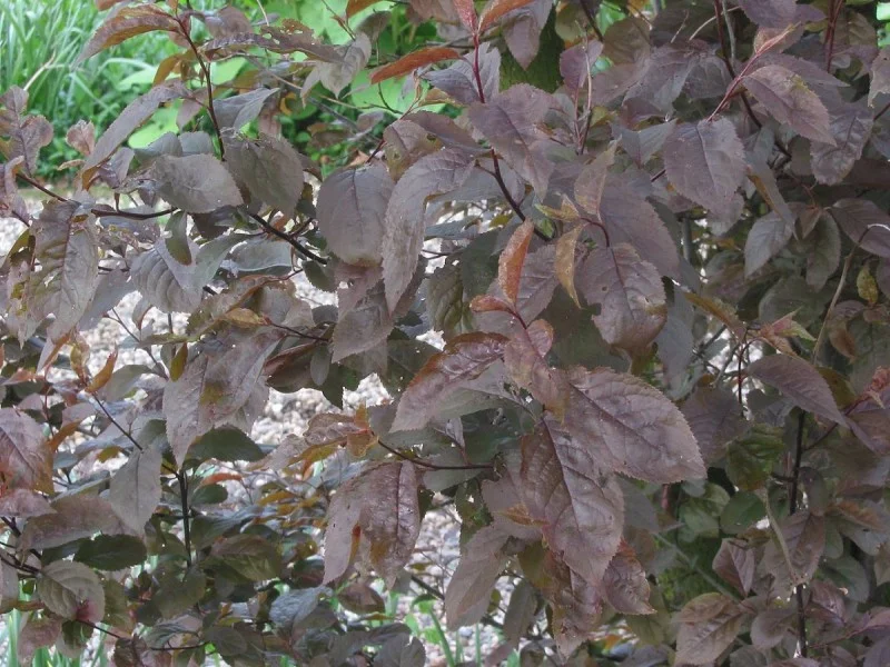 Prunus c. Myrobalan (Bos-Haagplantsoen)-1