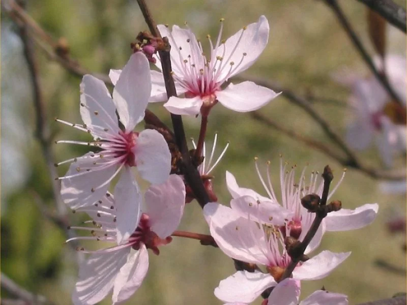 Prunus c. Myrobalan (Bos-Haagplantsoen)-2