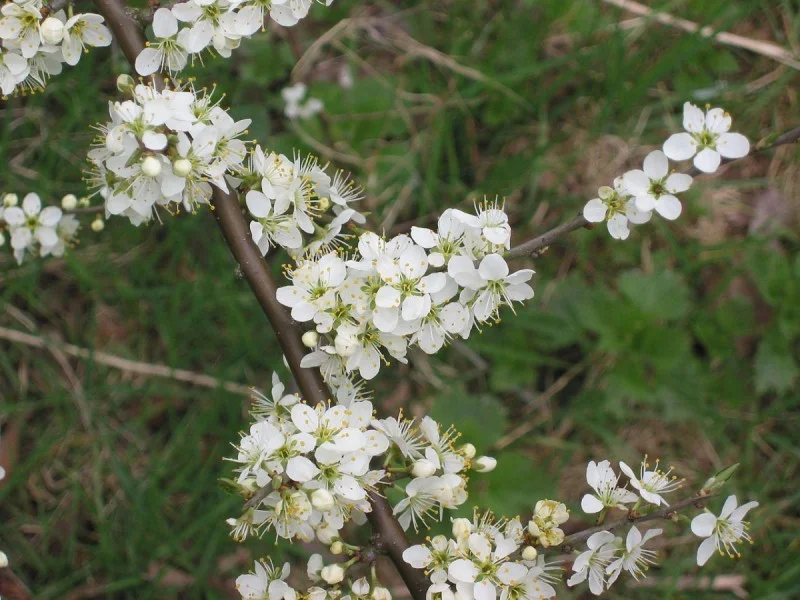 Prunus Spinosa (Bos-Haagplantsoen)-1