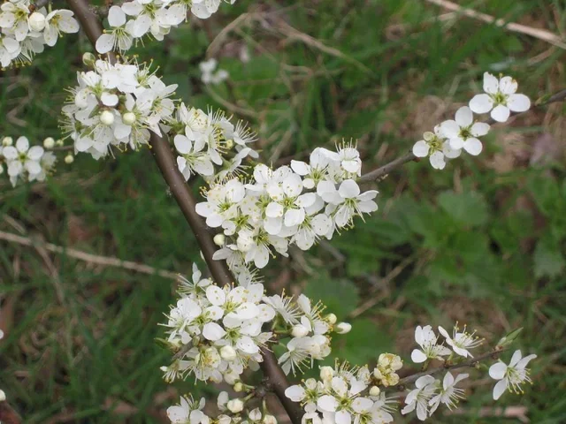 Prunus Spinosa (Bos-Haagplantsoen)