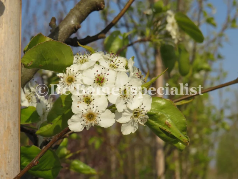 Daksierpeer (Pyrus Call Chanticleer dakvorm)