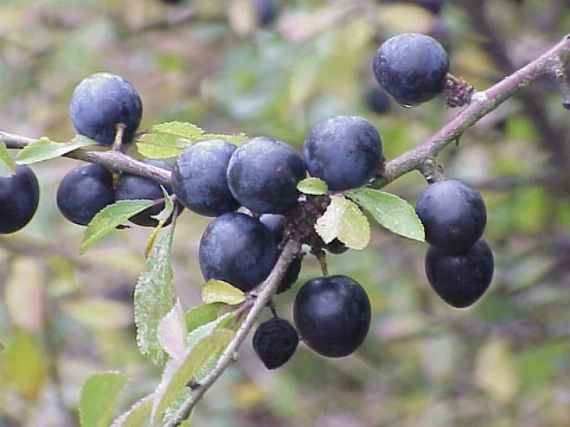 Prunus Spinosa (Bos-Haagplantsoen)