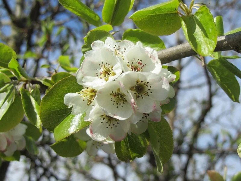 Pyrus Communis (Bos-Haagplantsoen)-1