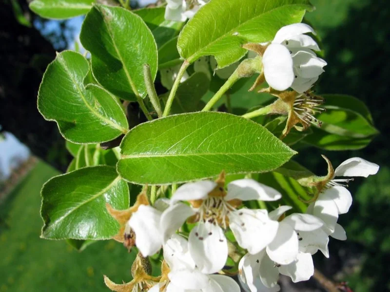 Pyrus Communis (Bos-Haagplantsoen)-2