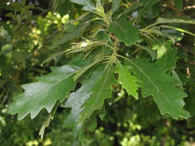 Quercus Cerris (Bos-Haagplantsoen)-1
