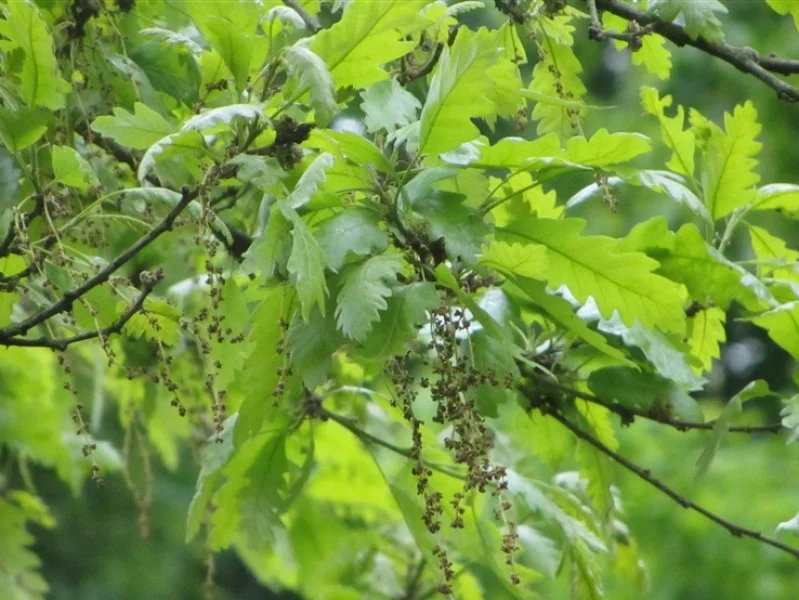 Quercus Cerris (Bos-Haagplantsoen)-2