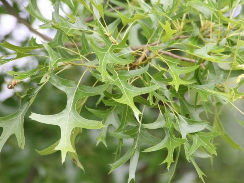 Quercus Palustris (Bos-Haagplantsoen)-1