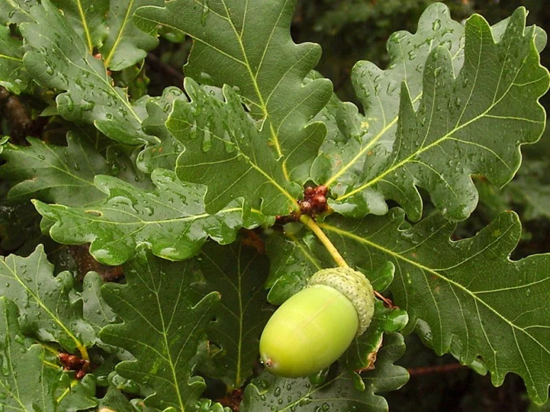 Quercus Robur (Bos-Haagplantsoen)-1
