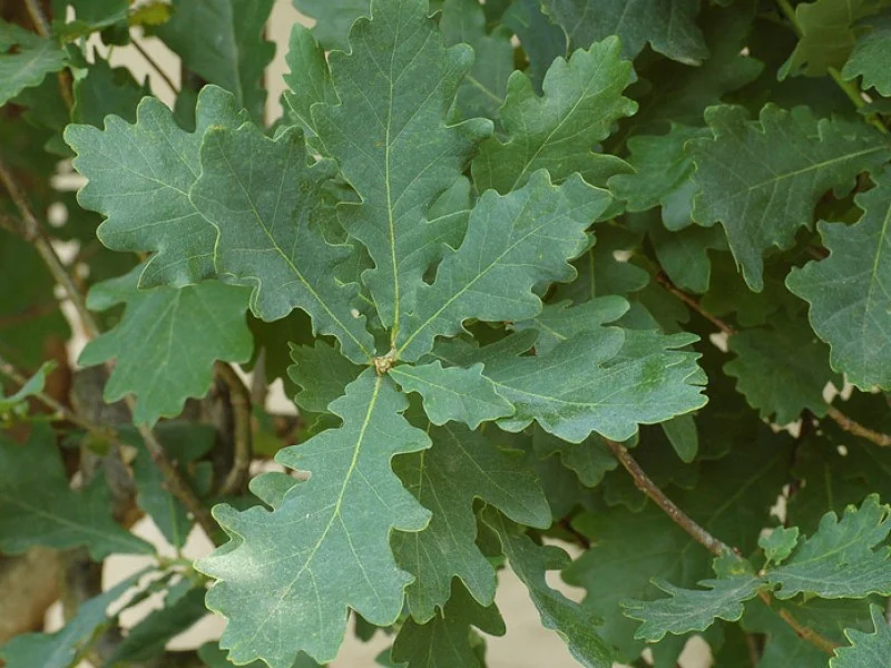 Quercus Robur (Bos-Haagplantsoen)-2