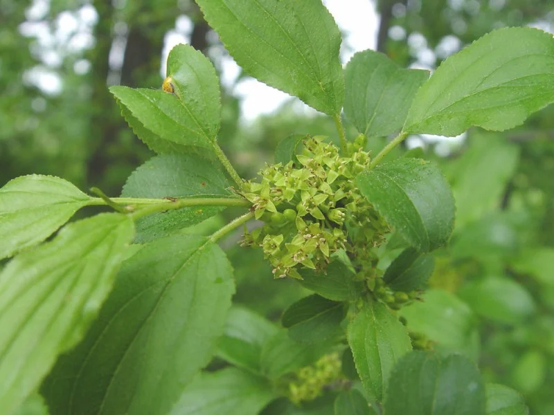 Rhamnus Cathartica (Bos-Haagplantsoen)-1