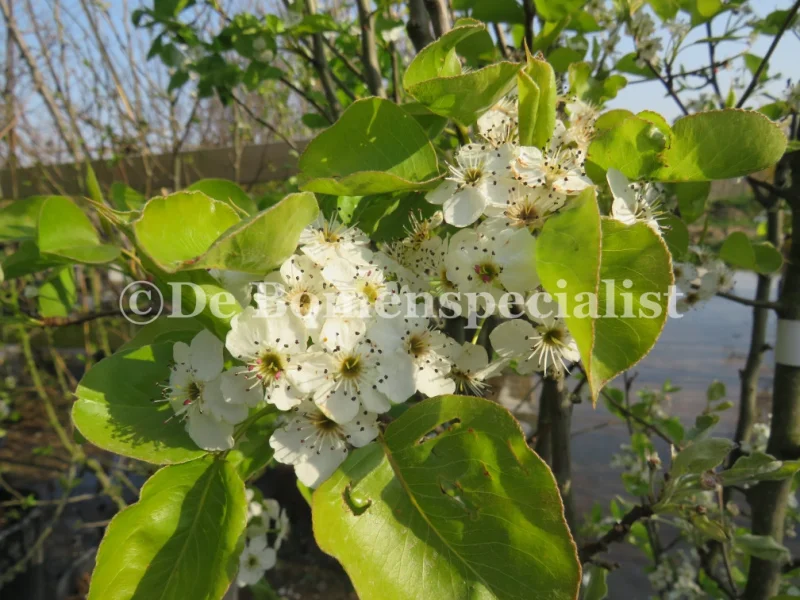 Daksierpeer (Pyrus Call Chanticleer dakvorm)-3