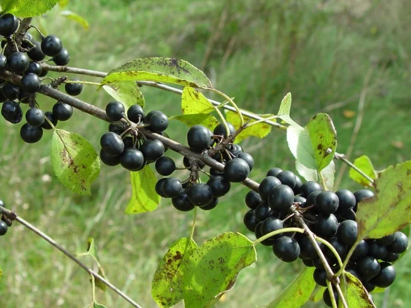 Rhamnus Cathartica (Bos-Haagplantsoen)-2