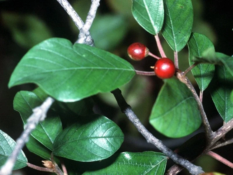 Rhamnus Frangula (Bos-Haagplantsoen)-1