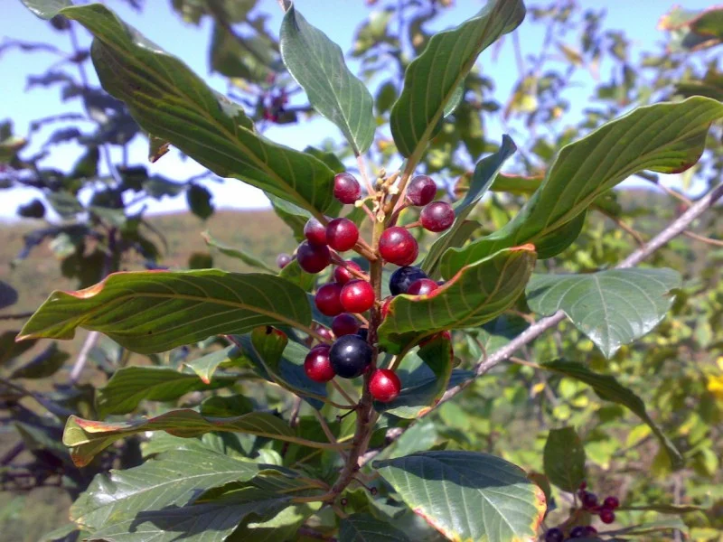 Rhamnus Frangula (Bos-Haagplantsoen)-2