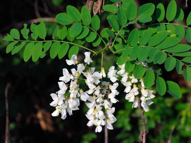 Robinia Pseudoacacia (Bos-Haagplantsoen)