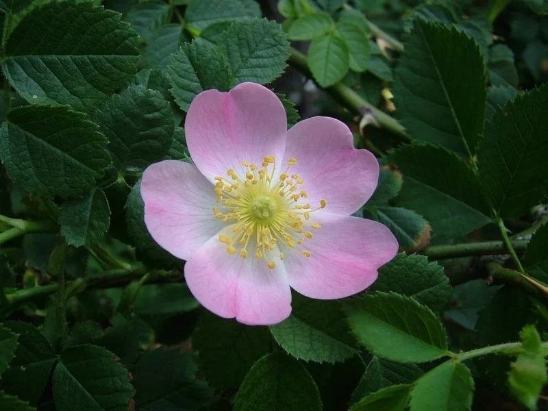 Rosa Canina (Bos-Haagplantsoen)-1