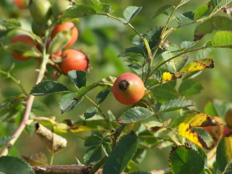 Rosa Canina (Bos-Haagplantsoen)-2