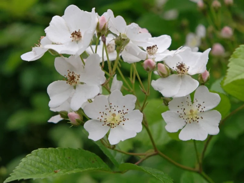 Rosa Multiflora (Bos-Haagplantsoen)-1