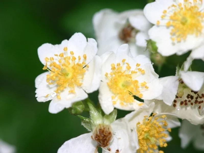 Rosa Multiflora (Bos-Haagplantsoen)-2