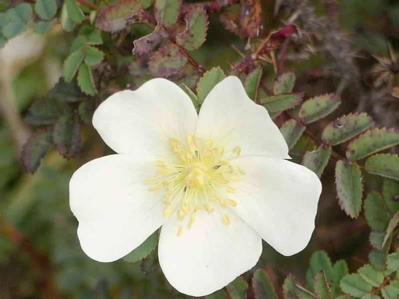 Rosa Pimpinellifolia (Bos-Haagplantsoen)-2