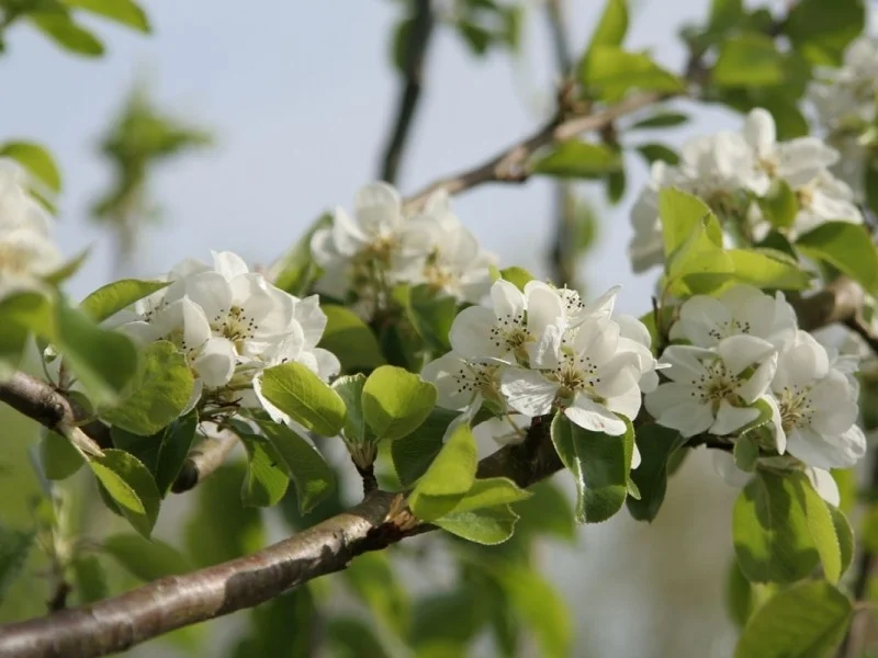 Daksierpeer (Pyrus Call Chanticleer dakvorm)-4