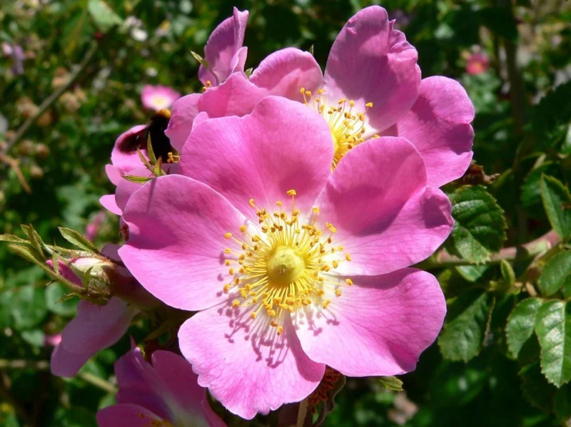 Rosa Rubiginosa (Bos-Haagplantsoen)-1