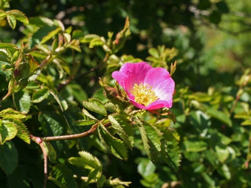 Rosa Rubiginosa (Bos-Haagplantsoen)-2