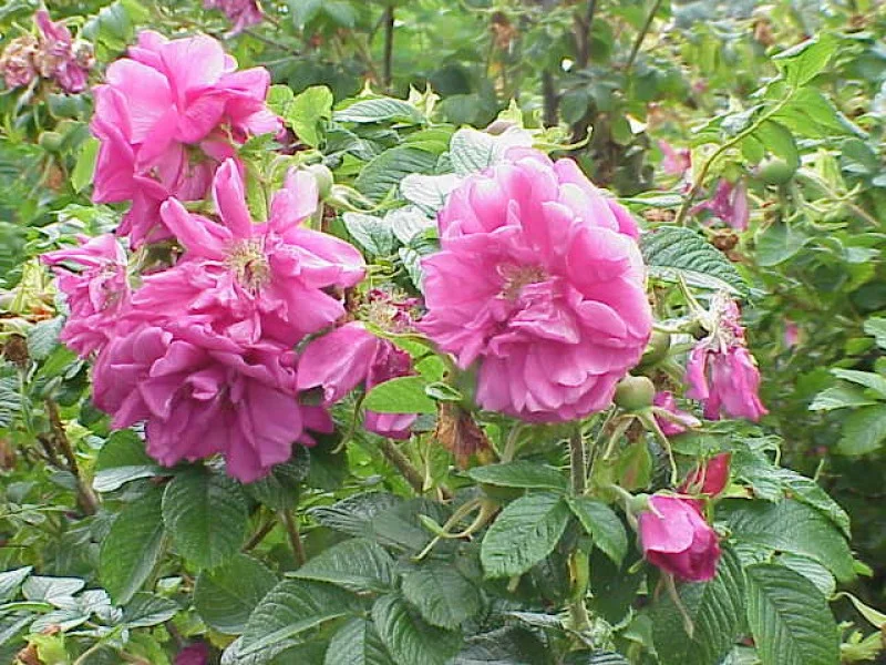 Rosa Rugosa (Bos-Haagplantsoen)-1