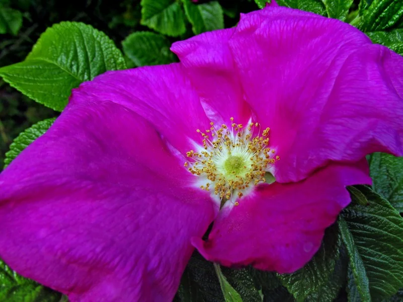 Rosa Rugosa (Bos-Haagplantsoen)-2