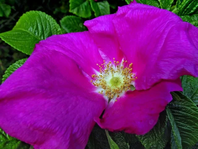 Rosa Rugosa (Bos-Haagplantsoen)