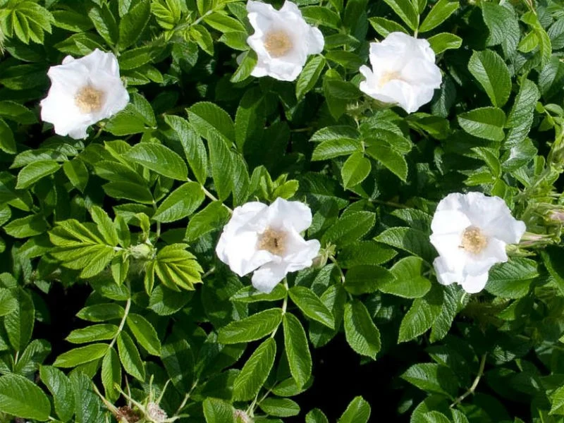 Rosa Rugosa Alba (Bos-Haagplantsoen)