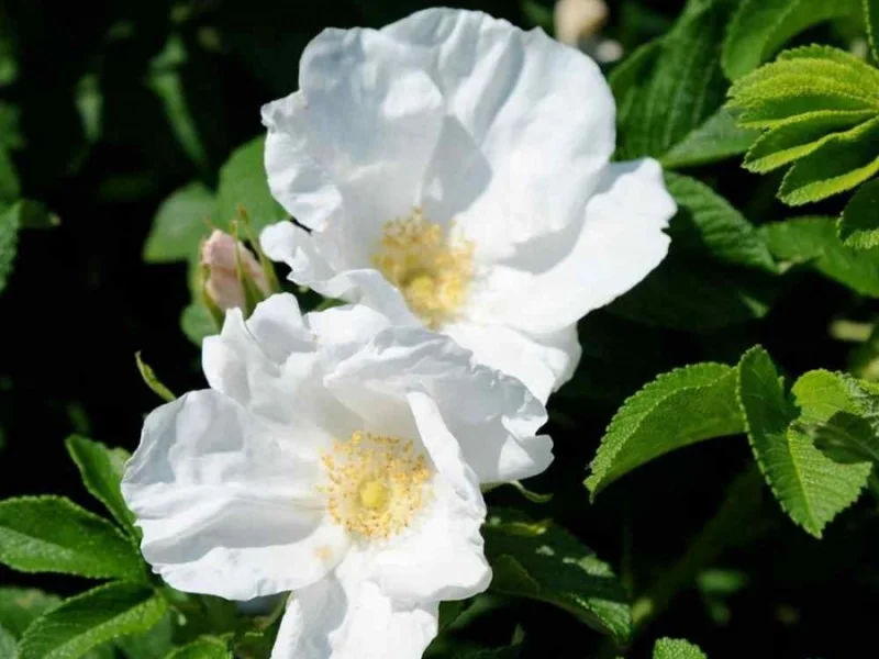 Rosa Rugosa Alba (Bos-Haagplantsoen)-2