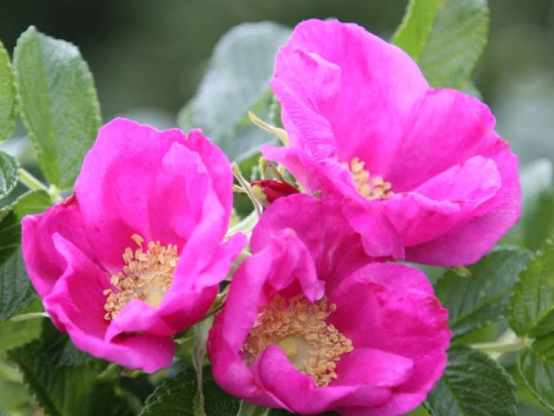 Rosa Rugosa Rubra (Bos-Haagplantsoen)