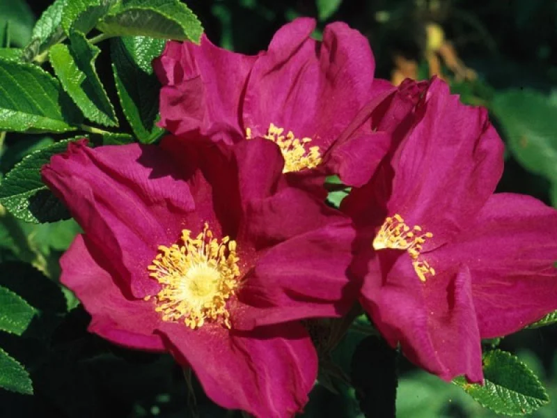 Rosa Rugosa Rubra (Bos-Haagplantsoen)-2