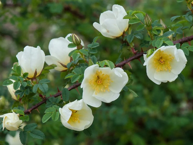 Rosa Spinosissima (Bos-Haagplantsoen)-1