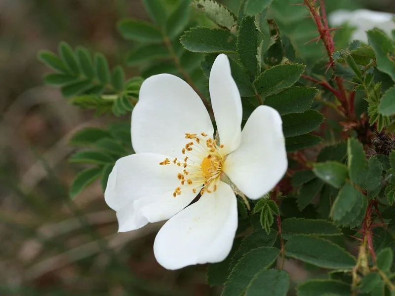 Rosa Spinosissima (Bos-Haagplantsoen)-2