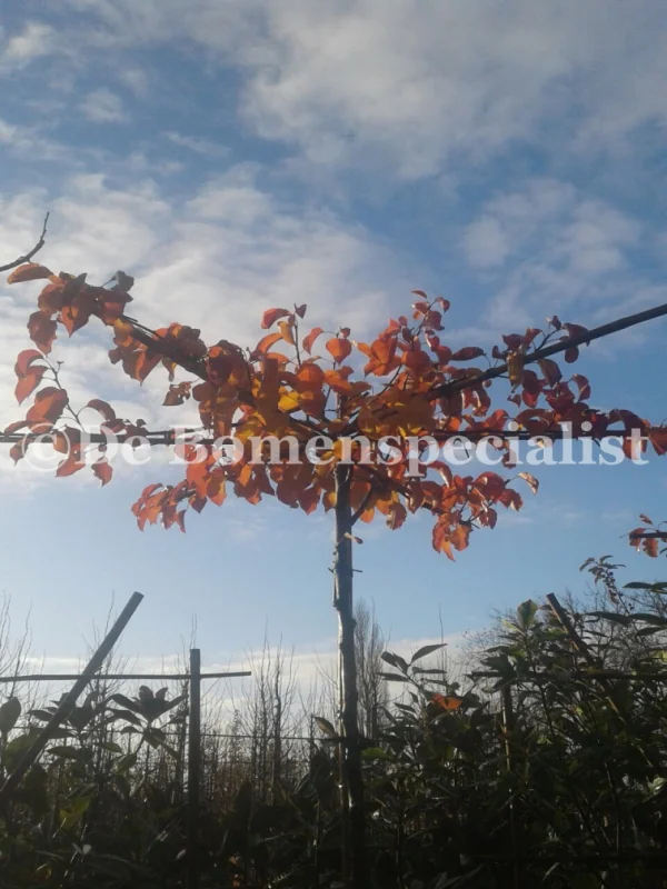 Daksierpeer (Pyrus Call Chanticleer dakvorm)-5