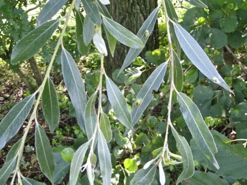Salix Alba (Bos-Haagplantsoen)