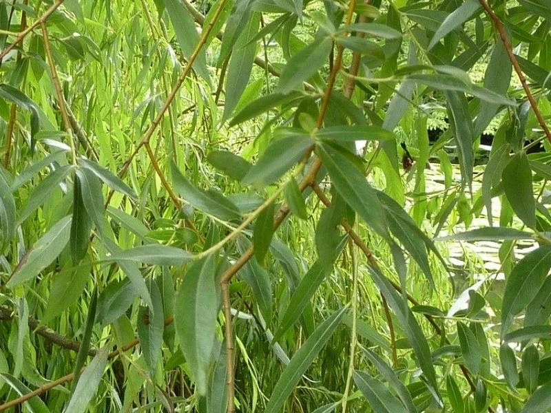 Salix Alba Vitellina (Bos-Haagplantsoen)