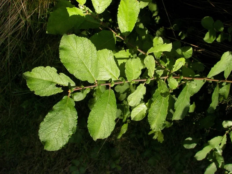Salix Aurita (Bos-Haagplantsoen)